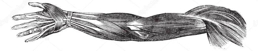 Muscles and Tendons of the Human Arm and Hand